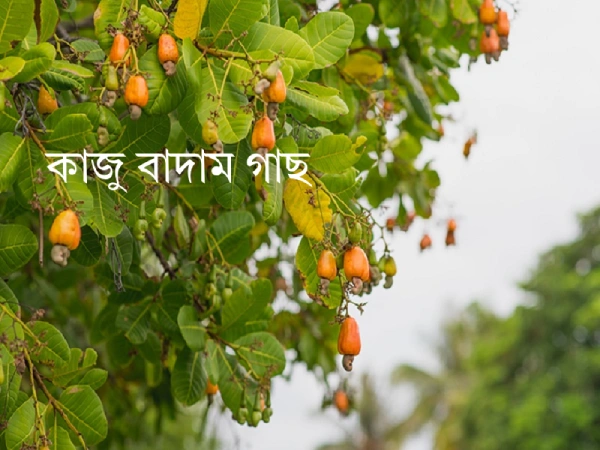 কাজু বাদামের ছবি গাছের ১