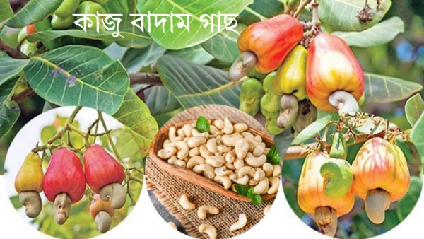 কাজু বাদামের গাছের ছবি ২