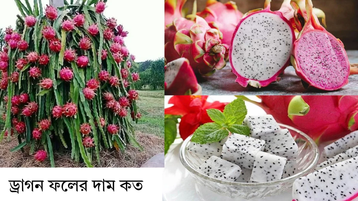 ড্রাগন ফলের দাম কত | ড্রাগন ফল কত টাকা কেজি