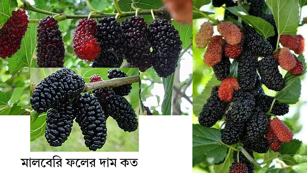 মালবেরি ফলের দাম কত