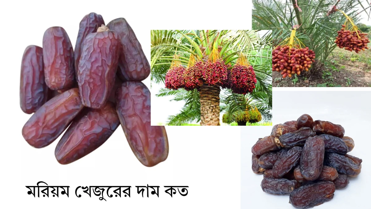 মরিয়ম খেজুরের দাম কত