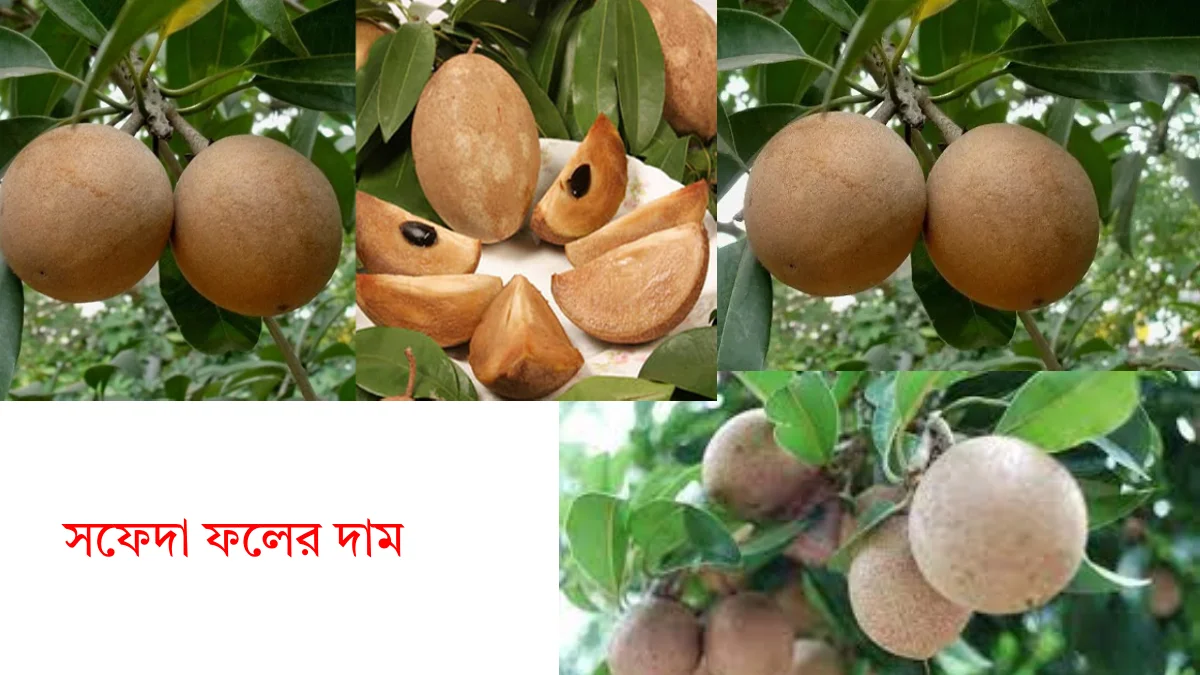 সফেদা ফলের দাম কত