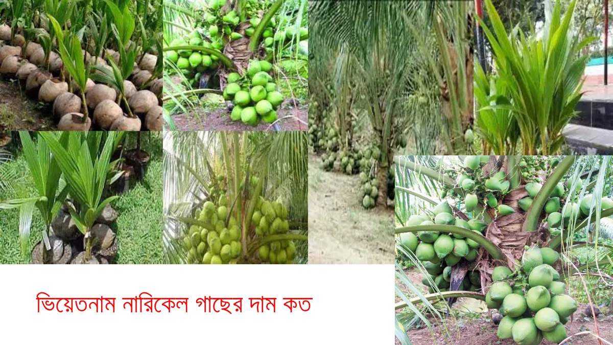 ভিয়েতনাম নারিকেল গাছের দাম কত